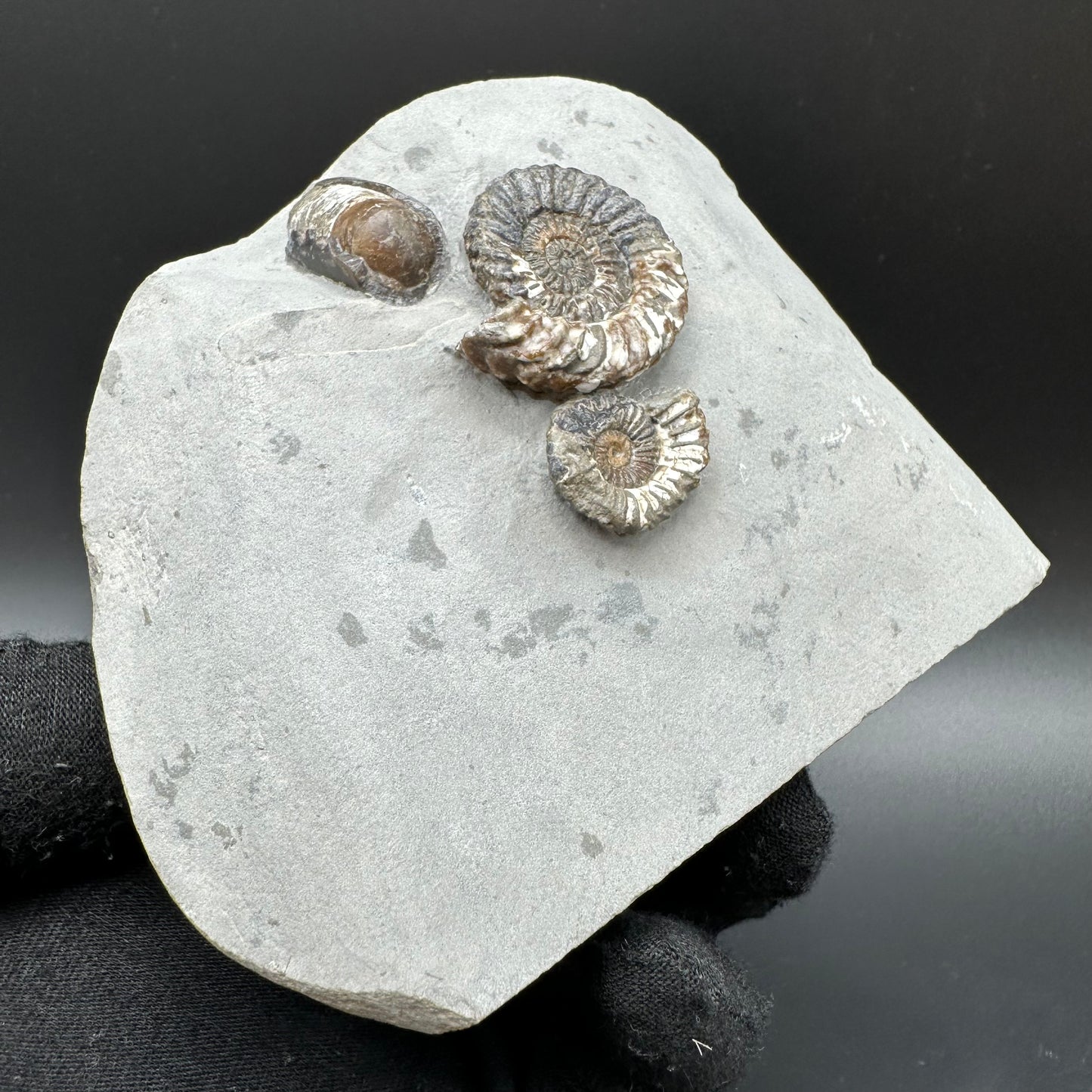 Oistoceras figulinum ammonite fossil / Belemnite Phragmocone with box and stand - Whitby, North Yorkshire Jurassic Coast Yorkshire Fossils