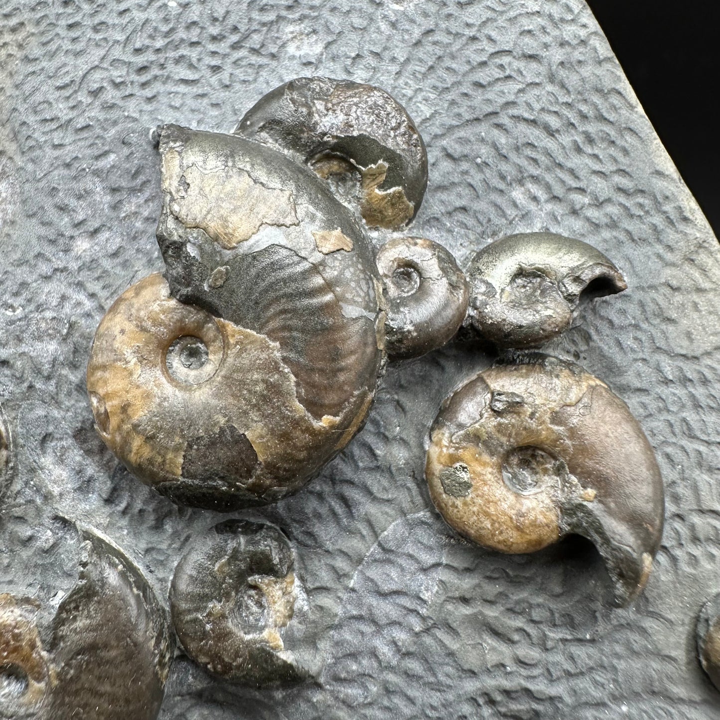 Eleganticeras Elegantulum ammonite fossil with box and stand - Whitby, North Yorkshire Jurassic Coast, Yorkshire Fossils