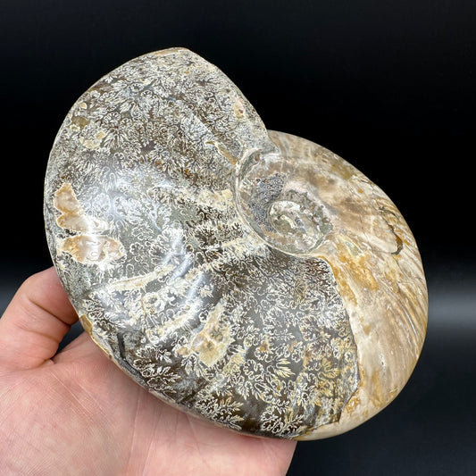 Cleoniceras Ammonite Fossil With Stand - Cretaceous Ammonite Madagascar