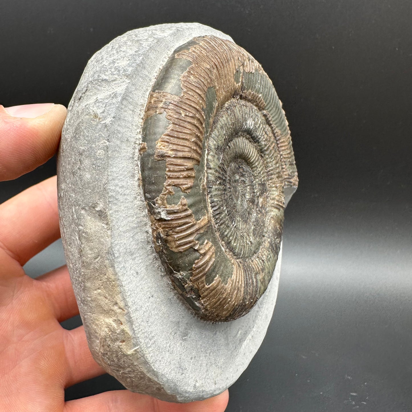 Dactylioceras semicelatum Ammonite fossil with stand - Whitby, North Yorkshire Jurassic Coast Yorkshire Fossils