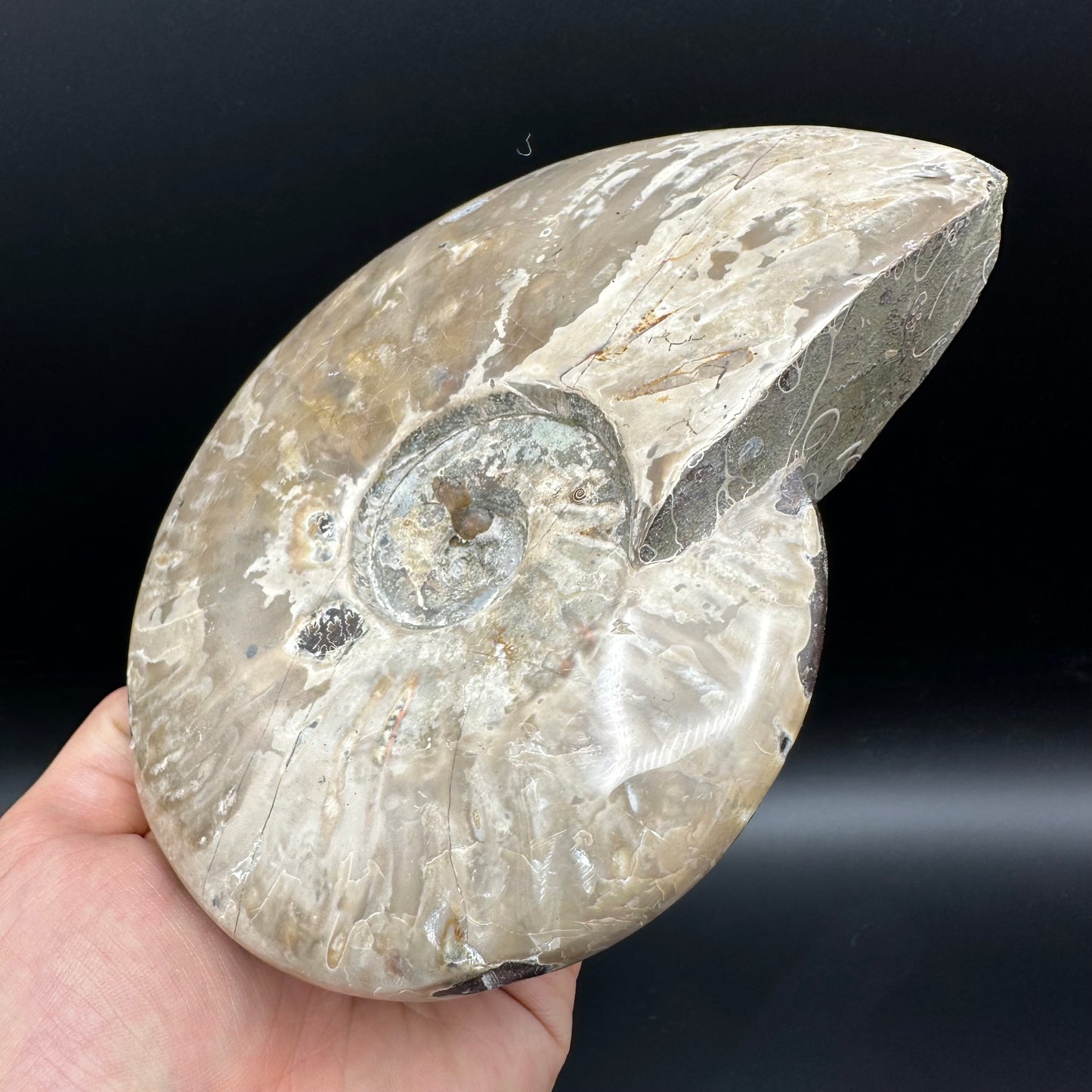 Cleoniceras Ammonite Fossil With Stand - Cretaceous Ammonite Madagascar