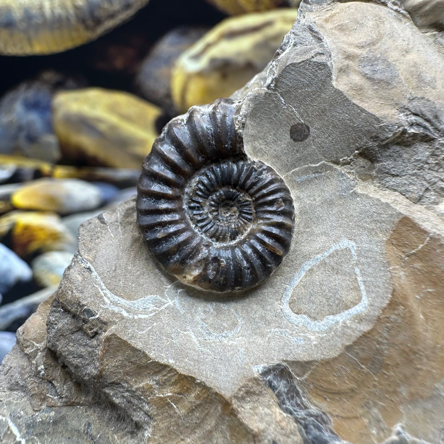 Androgynoceras Capricornus ammonite fossil - Whitby, North Yorkshire Jurassic Coast Yorkshire Fossils
