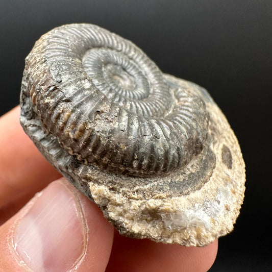 Dactylioceras Ammonite Fossil Gift Set - Whitby, North Yorkshire Jurassic Coast Yorkshire Fossils