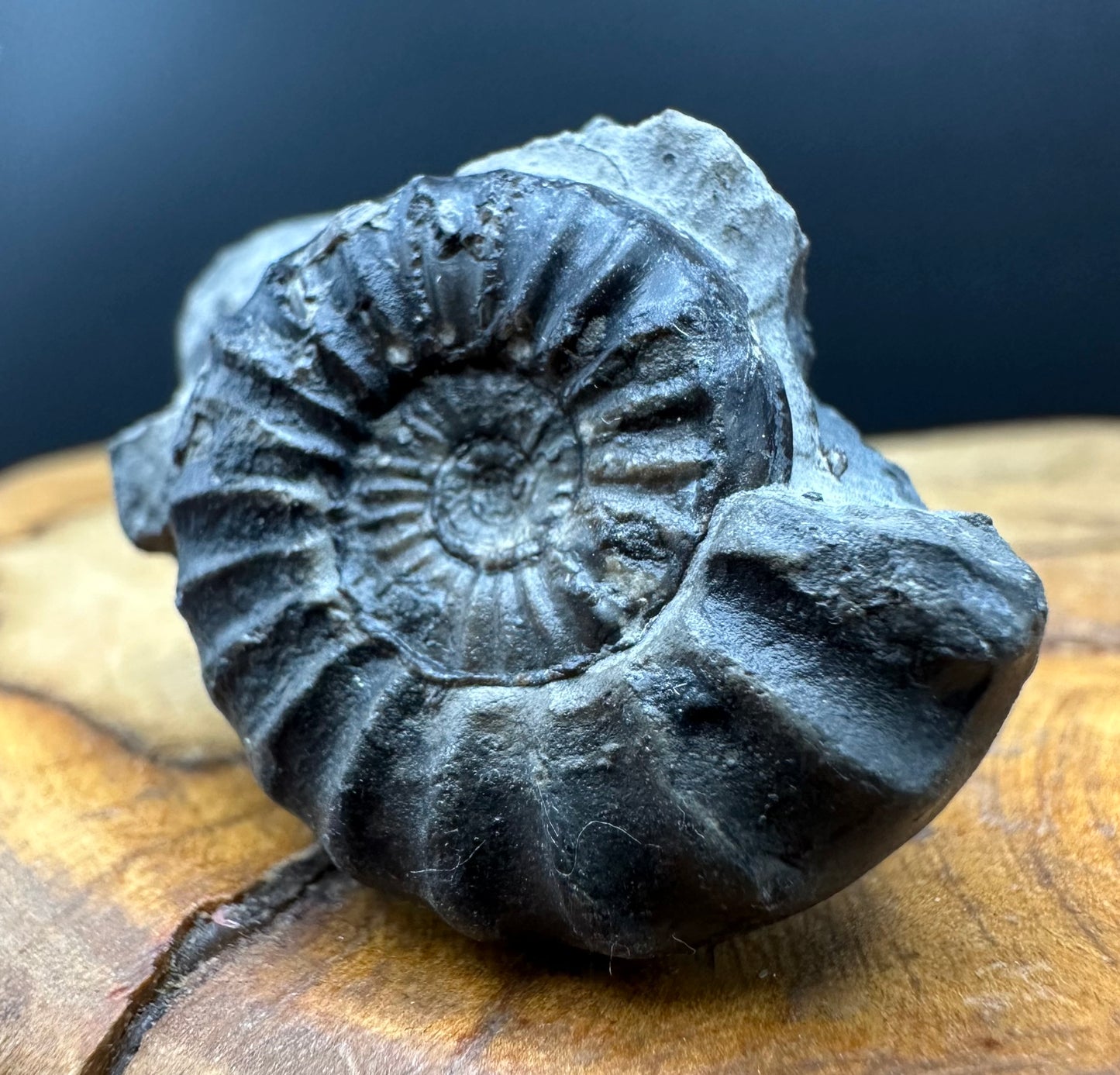 Aegasteroceras sagittarium ammonite fossil with box and stand - Whitby, North Yorkshire Jurassic Coast Yorkshire Fossils