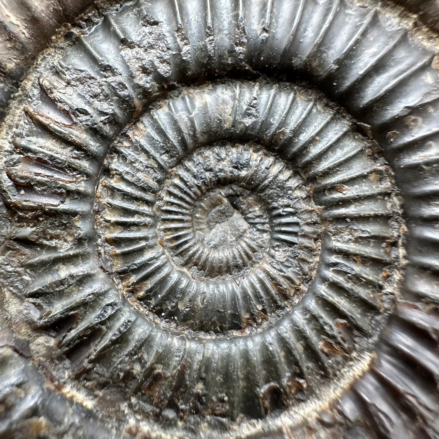 Dactylioceras Ammonite Fossil With Box And Stand - Whitby, North Yorkshire Jurassic Coast Yorkshire Fossils