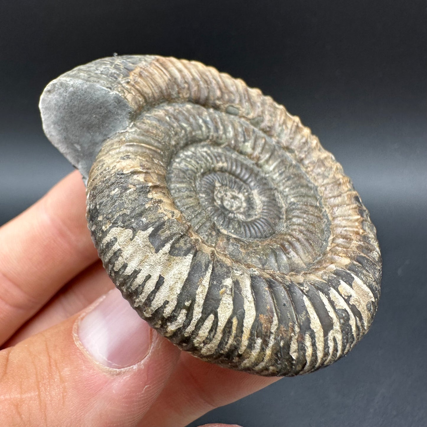 Dactylioceras Ammonite Fossil With Box And Stand - Whitby, North Yorkshire Jurassic Coast Yorkshire Fossils