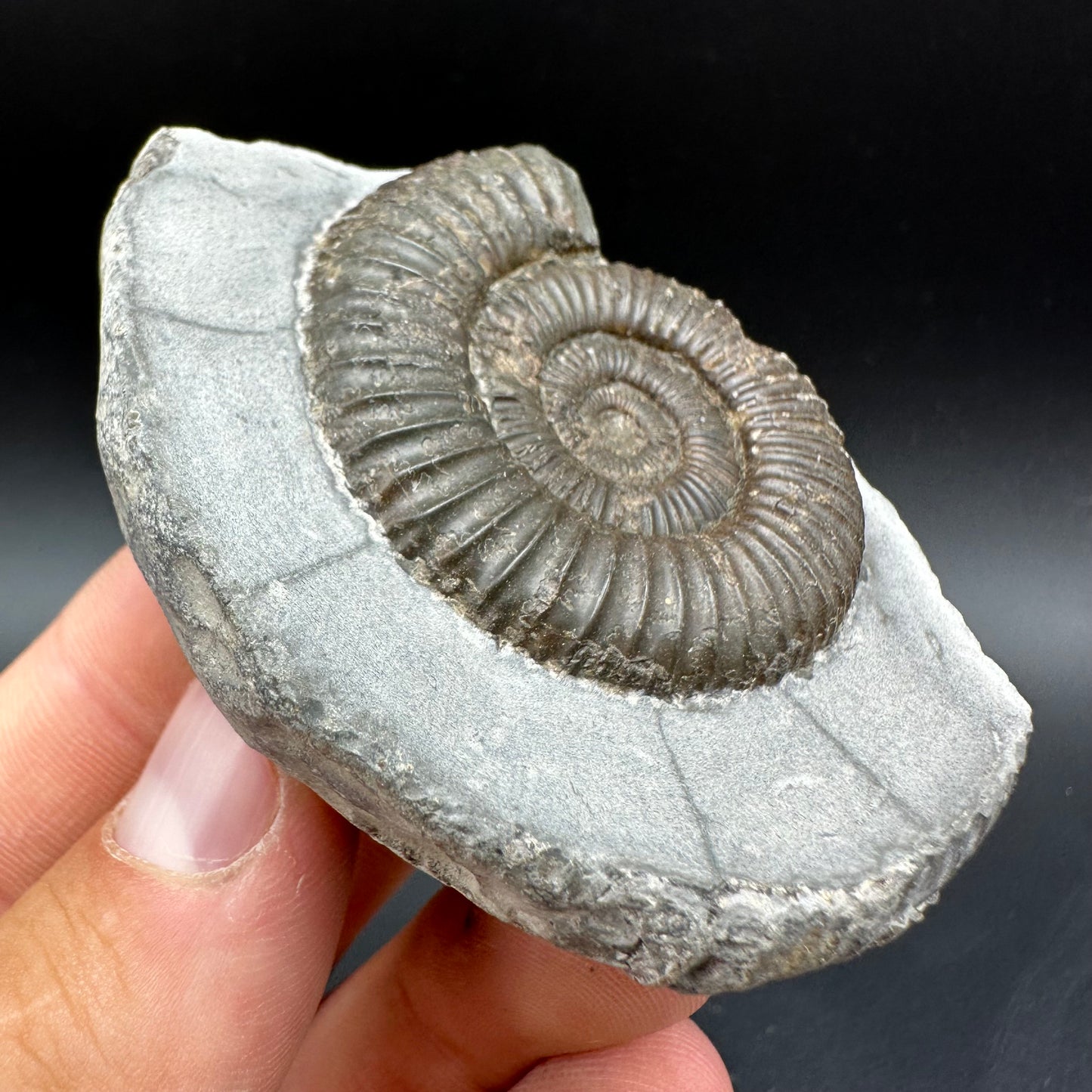 Dactylioceras Ammonite Fossil With Box And Stand - Whitby, North Yorkshire Jurassic Coast Yorkshire Fossils