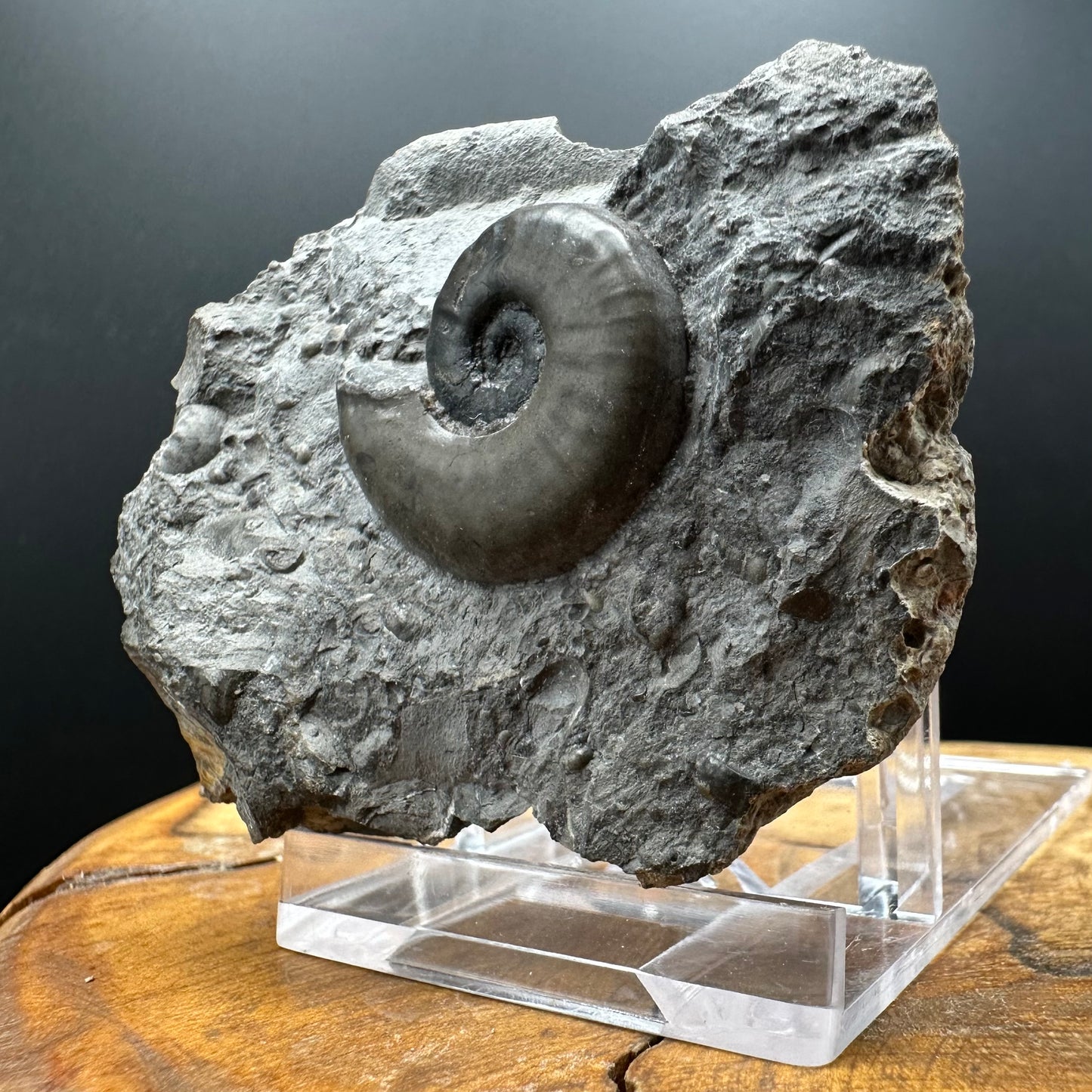 Agassiceras sp. ammonite fossil with box and stand - Whitby, North Yorkshire Jurassic Coast Yorkshire Fossils