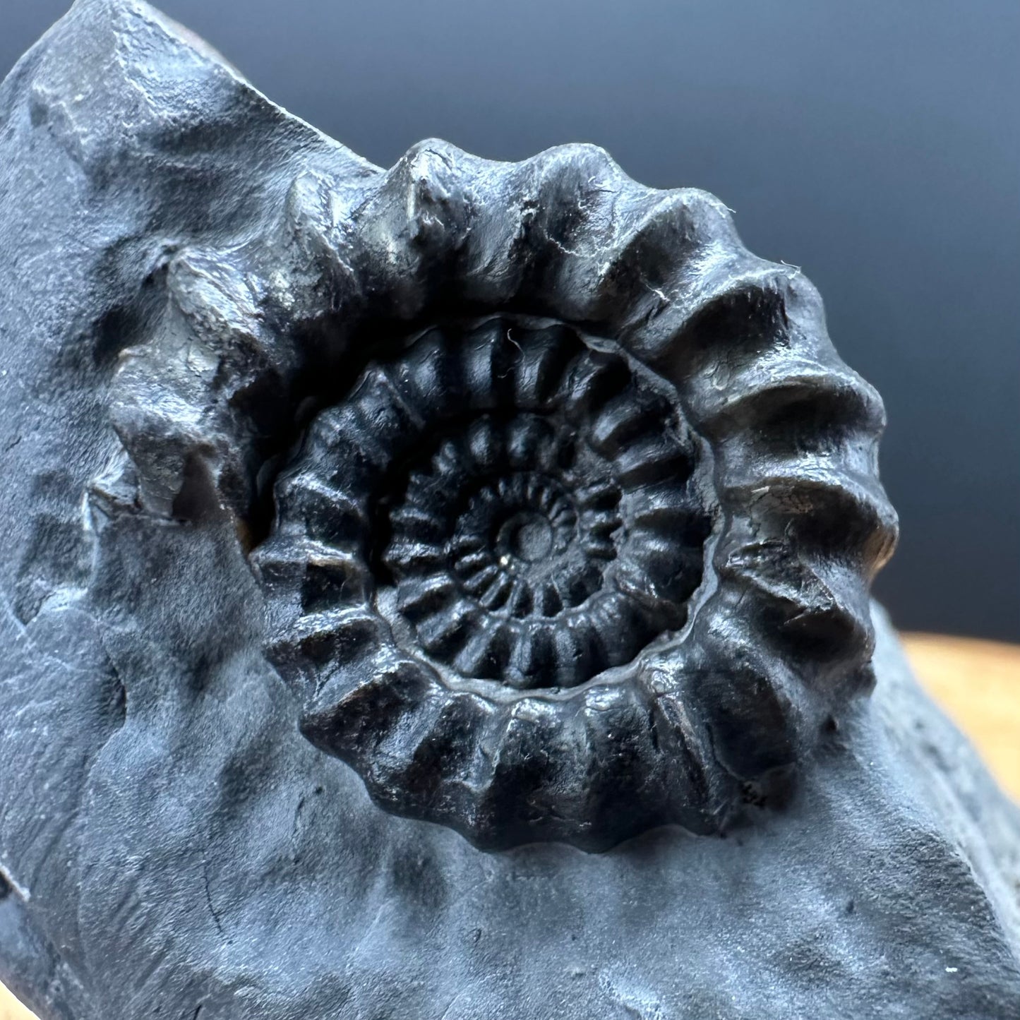 Gagaticeras Ammonite fossil with box and stand - Whitby, North Yorkshire Jurassic Coast Yorkshire Fossils