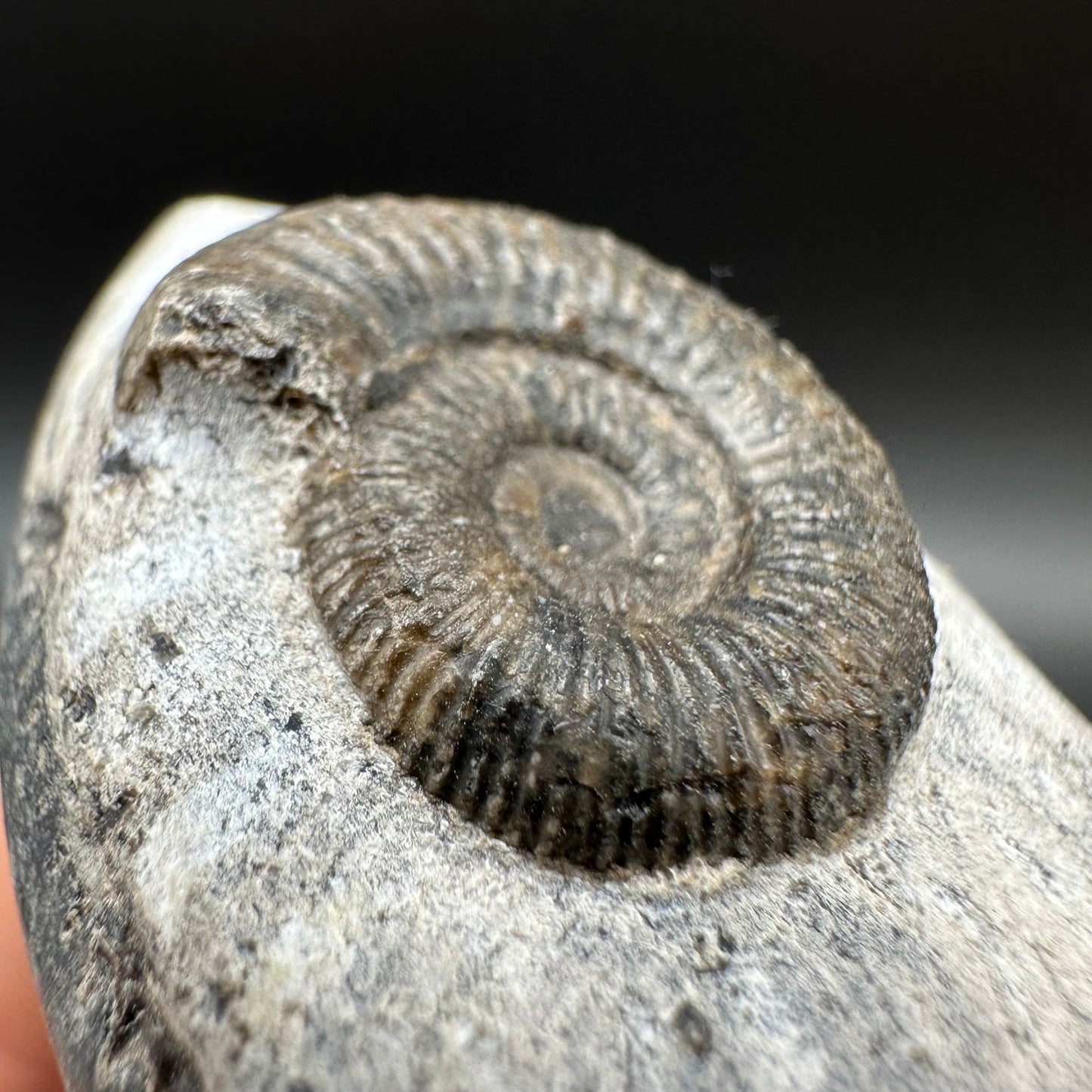 Dactylioceras Ammonite Fossil With Box And Stand - Whitby, North Yorkshire Jurassic Coast Yorkshire Fossils