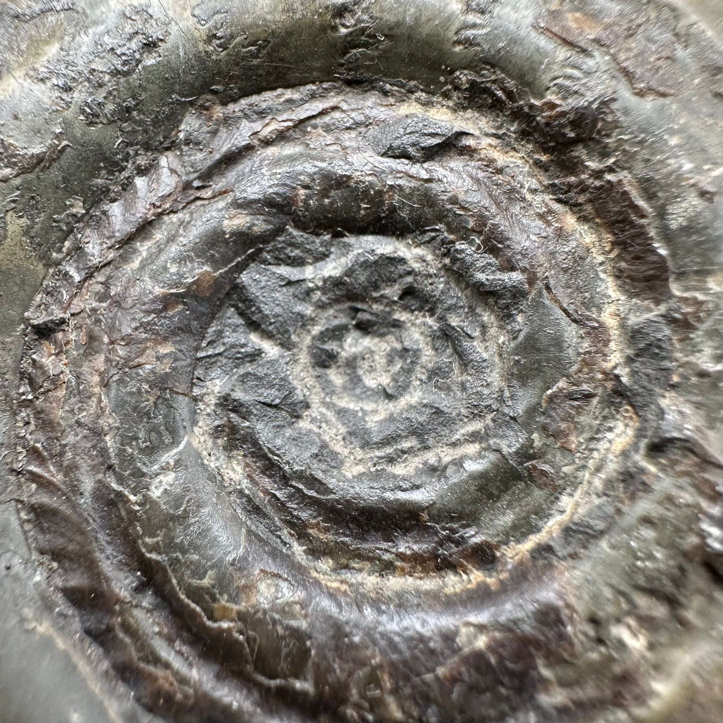 Hildoceras semipolitum Ammonite fossil with box and stand - Whitby, North Yorkshire Jurassic Coast, Yorkshire Fossils from the Jurassic Coast