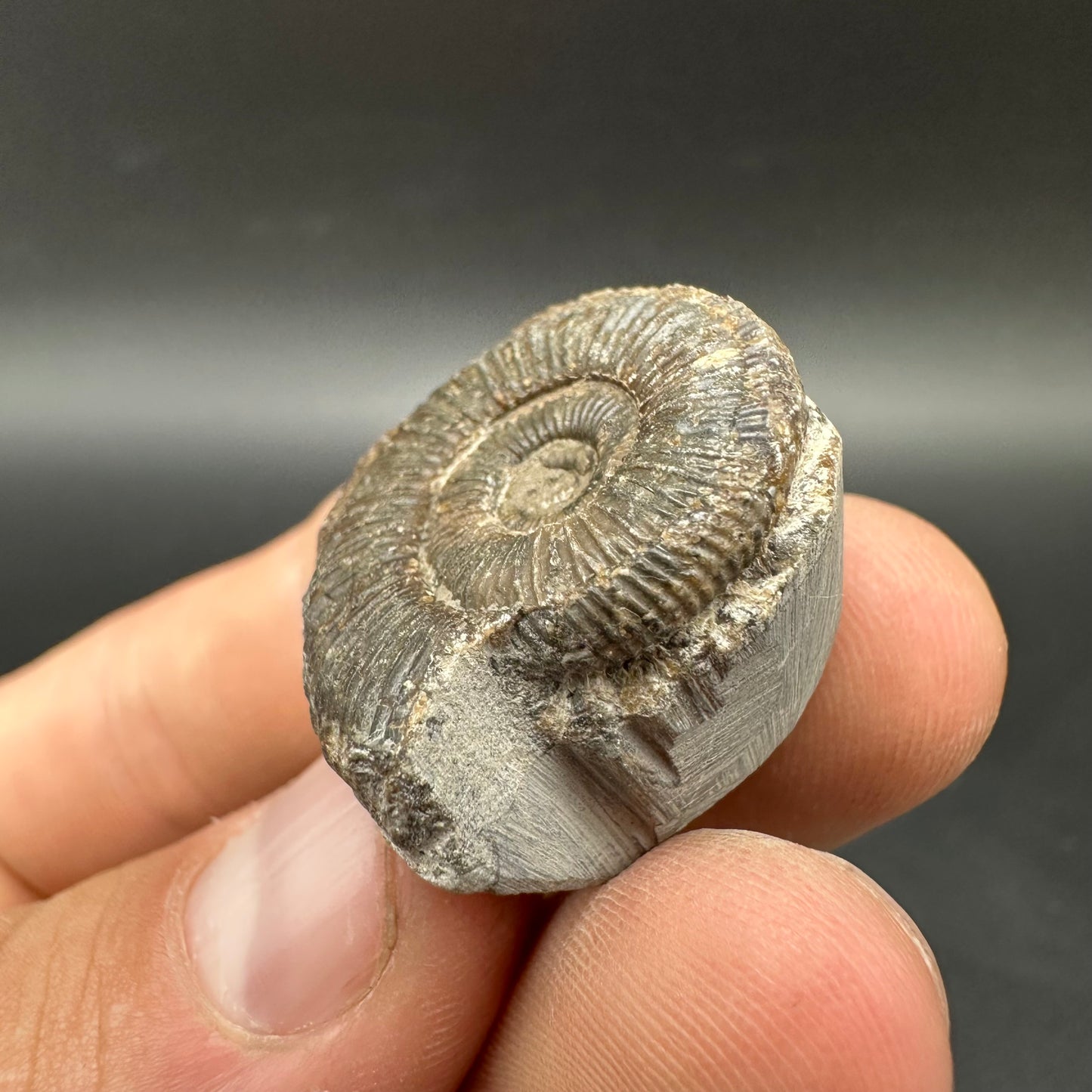 Dactylioceras Ammonite Fossil With box and Stand - Whitby, North Yorkshire Jurassic Coast Yorkshire Fossils