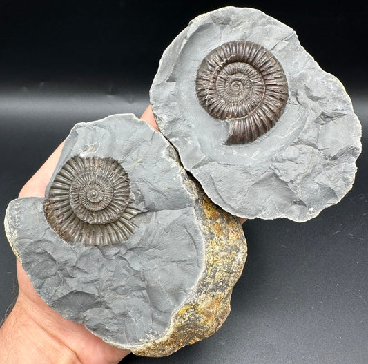 Dactylioceras Ammonite nodule (split pair) Fossil With Stand - Whitby, North Yorkshire Jurassic Coast Yorkshire Fossils