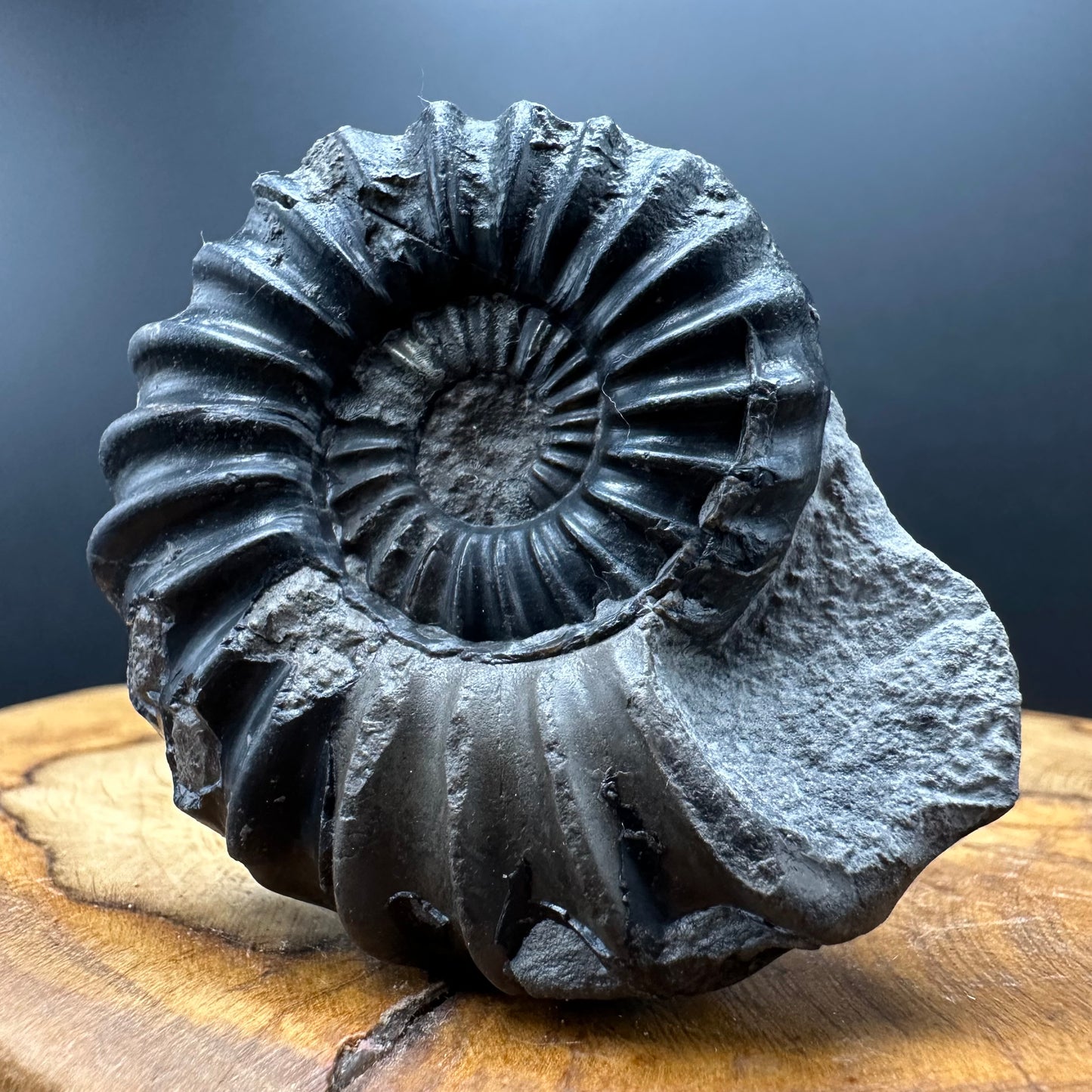 Aegasteroceras sagittarium ammonite fossil with box and stand - Whitby, North Yorkshire Jurassic Coast Yorkshire Fossils