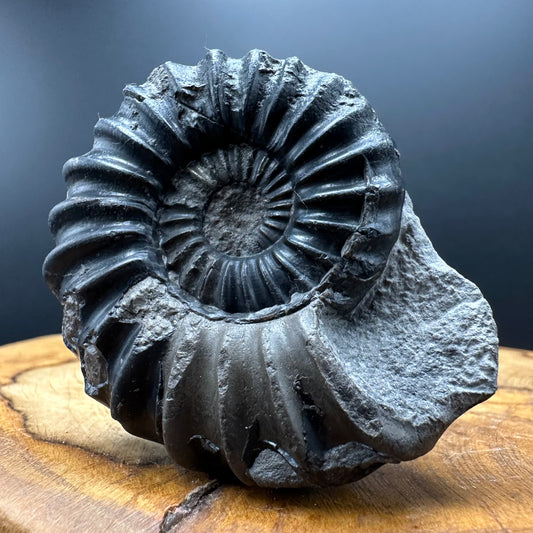 Aegasteroceras sagittarium ammonite fossil with box and stand - Whitby, North Yorkshire Jurassic Coast Yorkshire Fossils