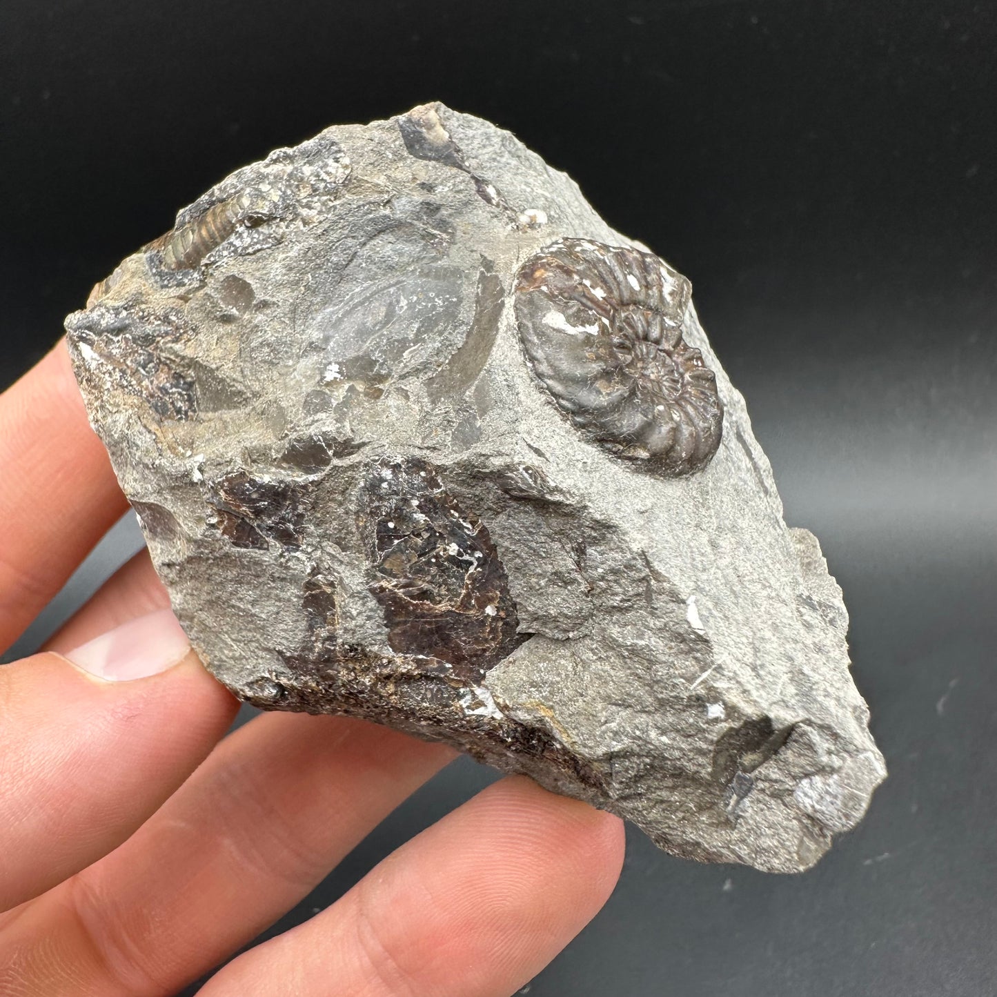 Amaltheus subnodosus Ammonite fossil with box and stand - Whitby, North Yorkshire Jurassic Coast Yorkshire Fossils