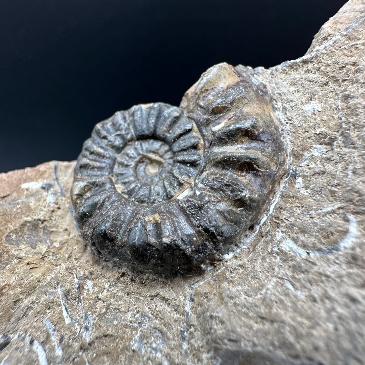 Amaltheus subnodosus Ammonite fossil with box and stand - Whitby, North Yorkshire Jurassic Coast Yorkshire Fossils