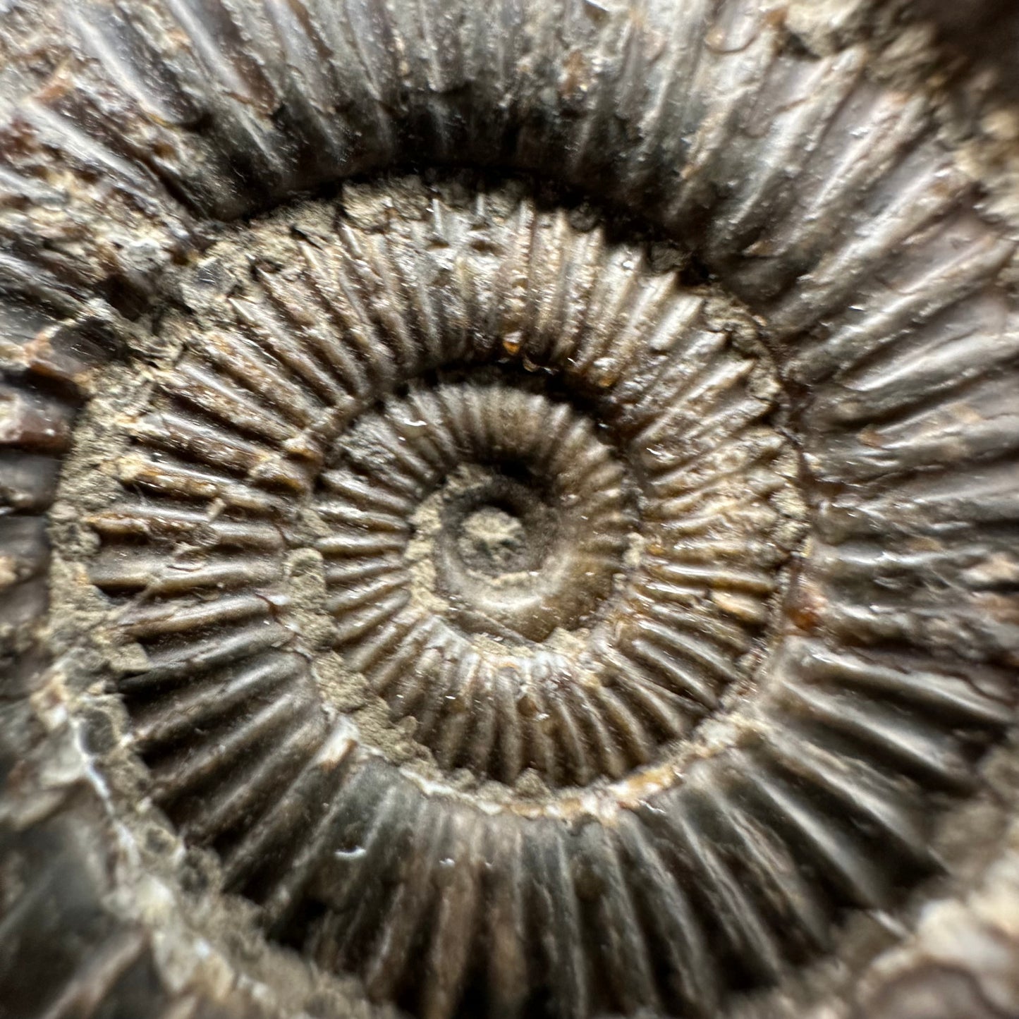 Dactylioceras Ammonite Fossil With Box And Stand - Whitby, North Yorkshire Jurassic Coast Yorkshire Fossils
