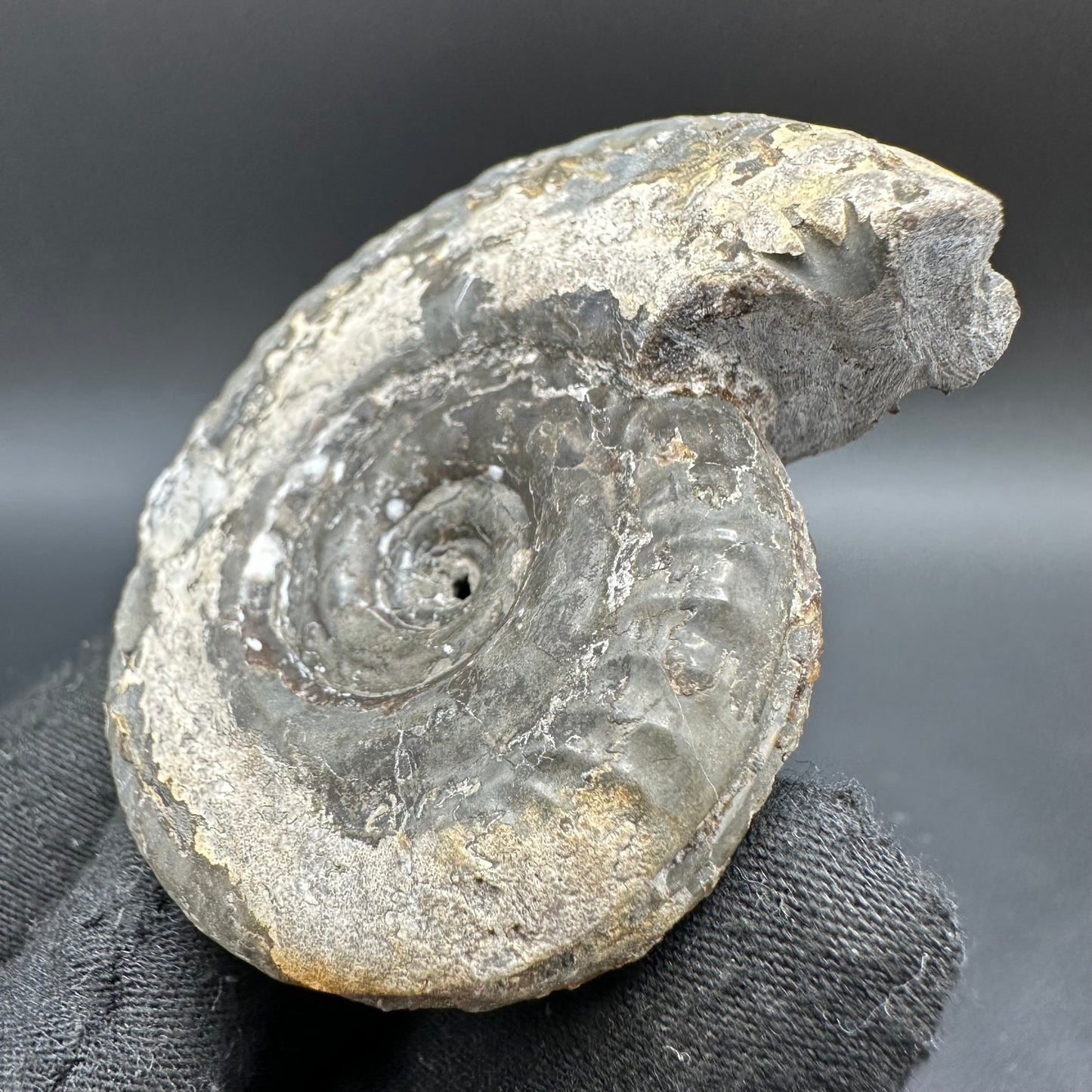 Hildoceras Bifrons Ammonite fossil with box and stand - Whitby, North Yorkshire Jurassic Coast, Yorkshire Fossils from the Jurassic Coast