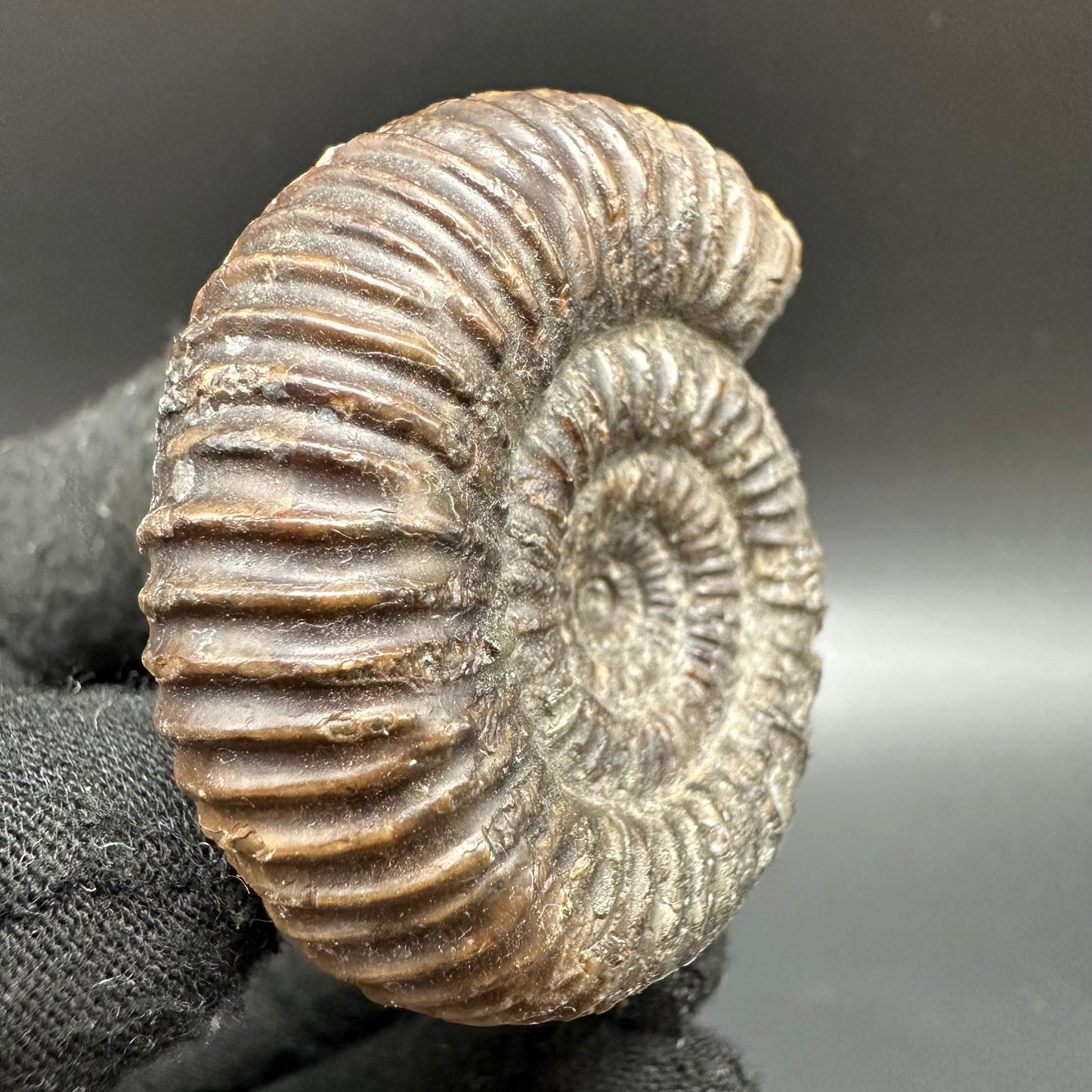 Catacoeloceras Sp. ammonite fossil with box and stand- Whitby, North Yorkshire Jurassic Coast Yorkshire Fossils