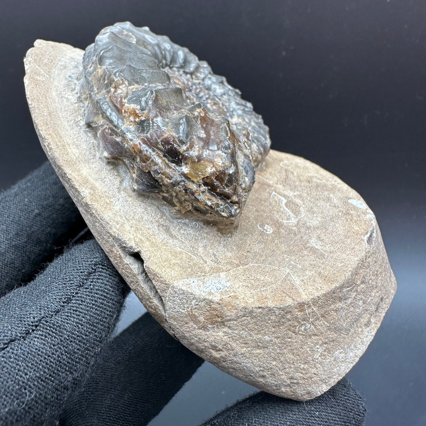 Pleuroceras paucicostatum ammonite fossil with box and stand - Whitby, North Yorkshire Jurassic Coast Yorkshire Fossils