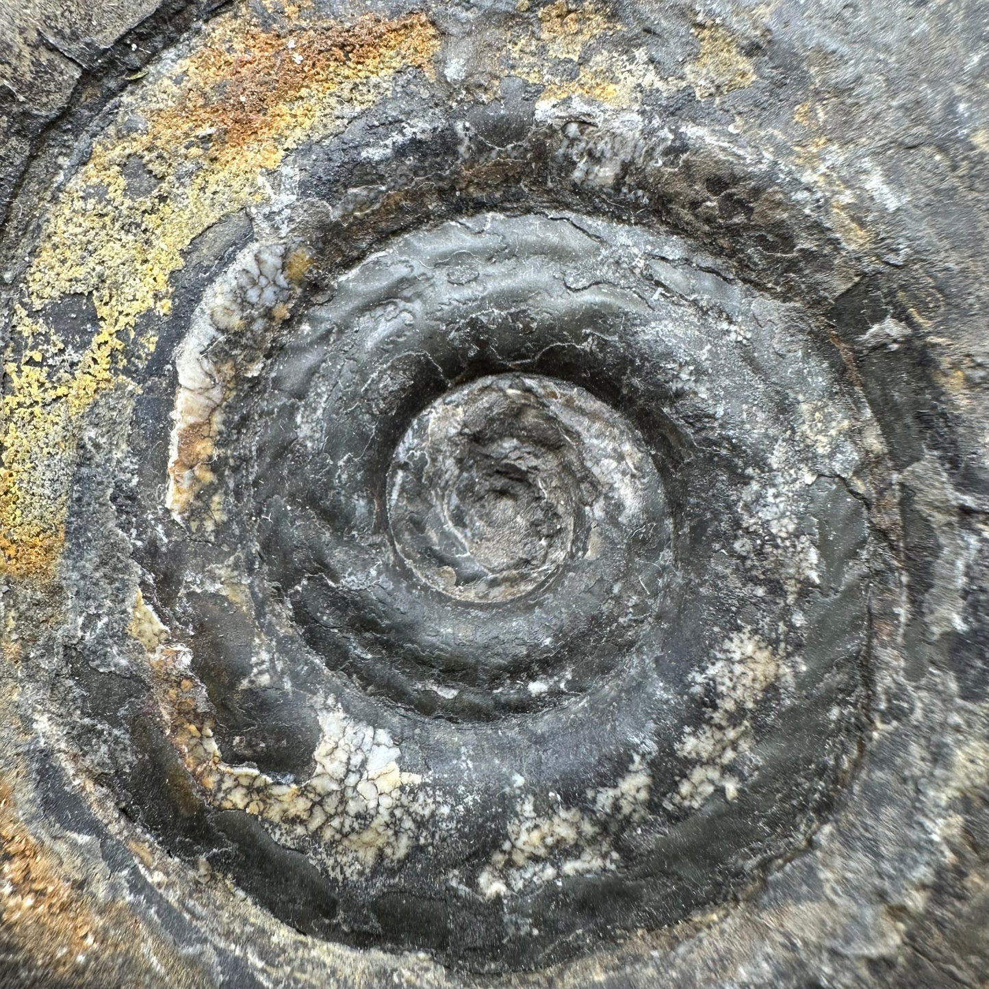 Hildoceras Bifrons Ammonite fossil with box and stand - Whitby, North Yorkshire Jurassic Coast, Yorkshire Fossils from the Jurassic Coast
