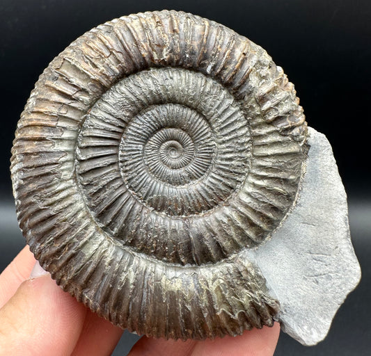 Dactylioceras Ammonite Fossil With Box And Stand - Whitby, North Yorkshire Jurassic Coast Yorkshire Fossils