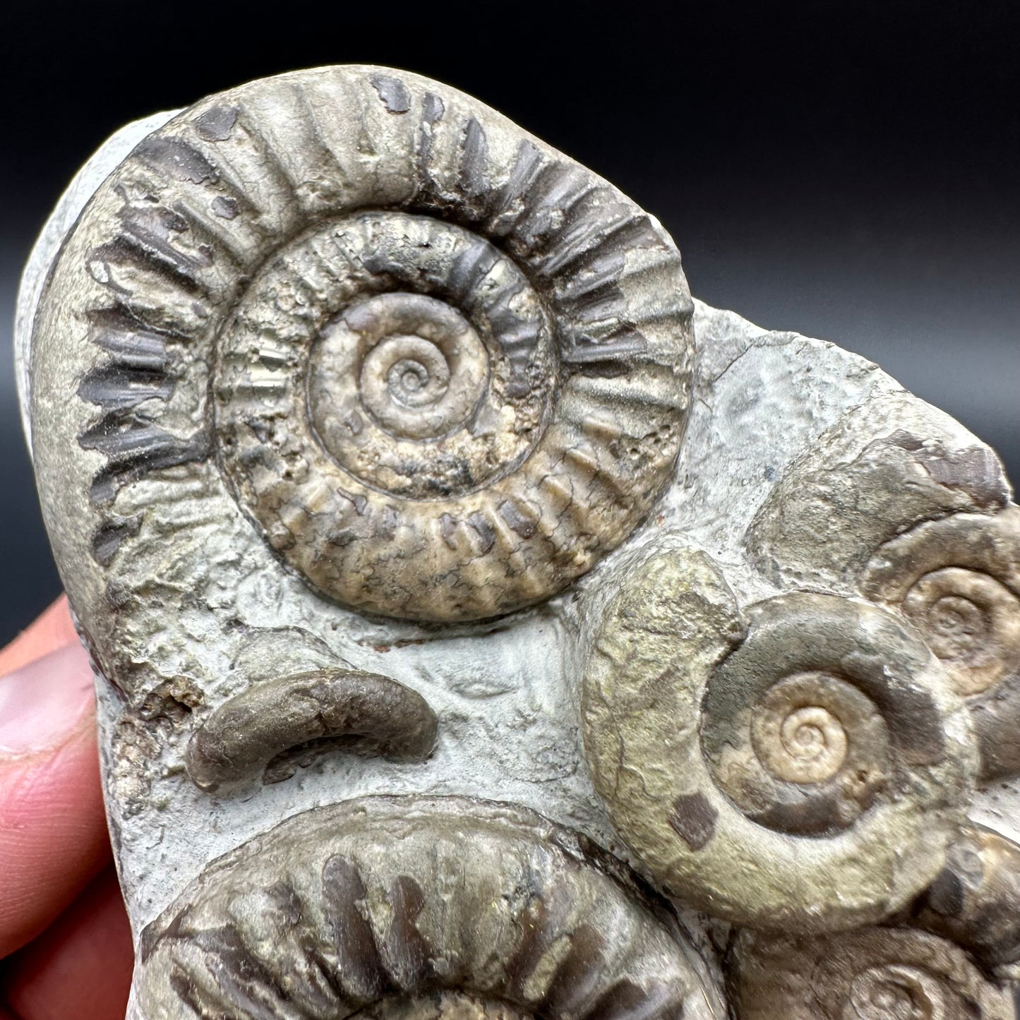 Arnioceras ammonite shell fossil with box and stand - Whitby, North Yorkshire Jurassic Coast Yorkshire Fossils