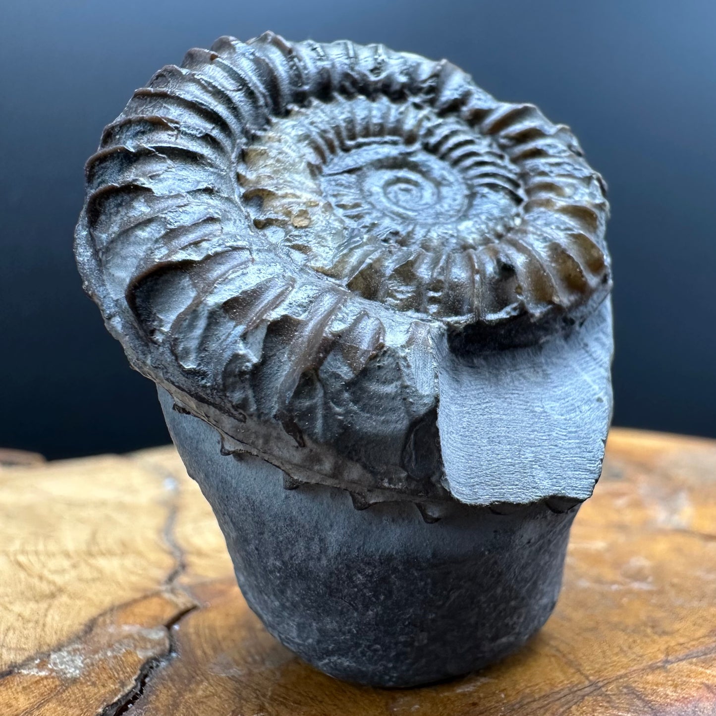 Arnioceras ammonite shell fossil with box and stand - Whitby, North Yorkshire Jurassic Coast Yorkshire Fossils