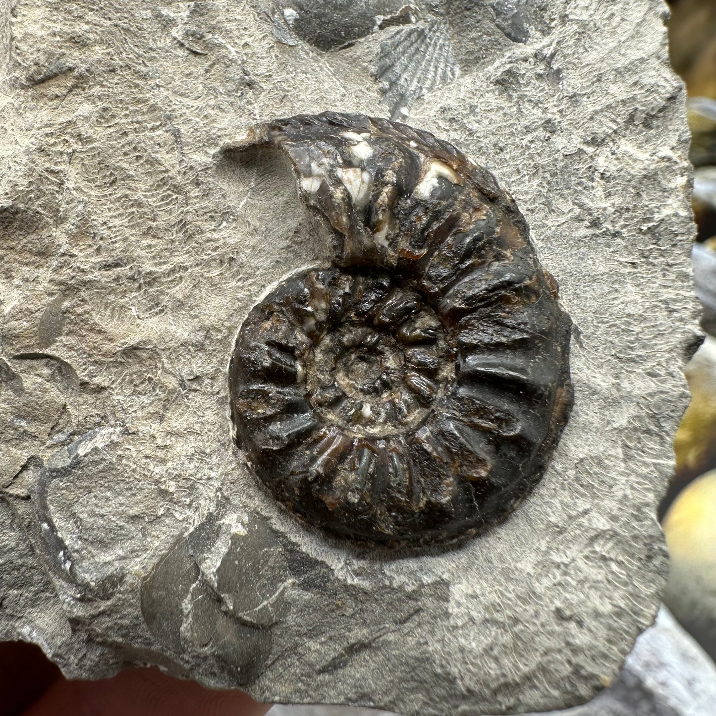 Amaltheus subnodosus ammonite fossil - Whitby, North Yorkshire Jurassic Coast, Yorkshire Fossils
