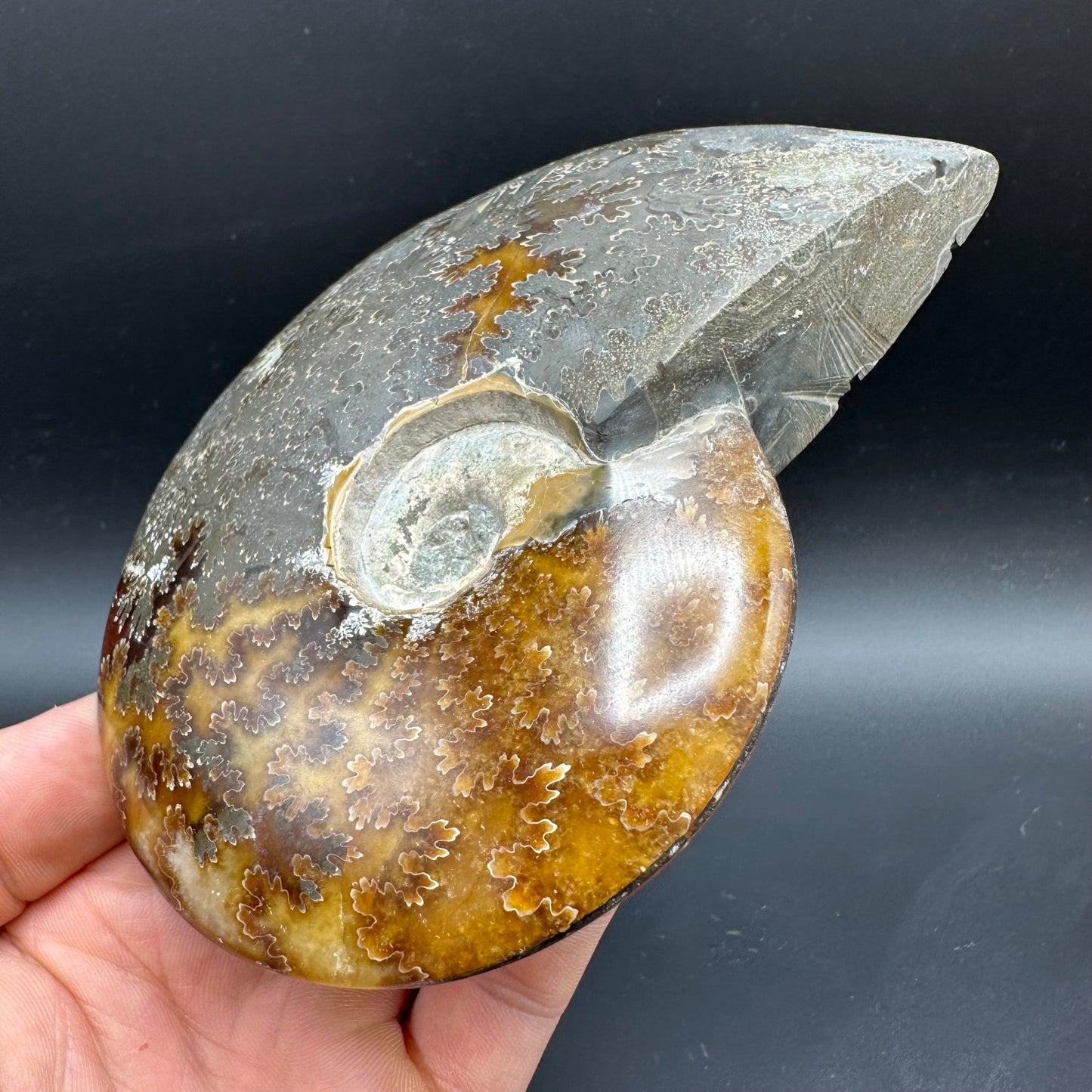 Cleoniceras Ammonite Fossil With Stand - Cretaceous Ammonite Madagascar