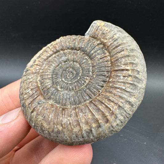 Dactylioceras Ammonite Fossil With box and Stand - Whitby, North Yorkshire Jurassic Coast Yorkshire Fossils