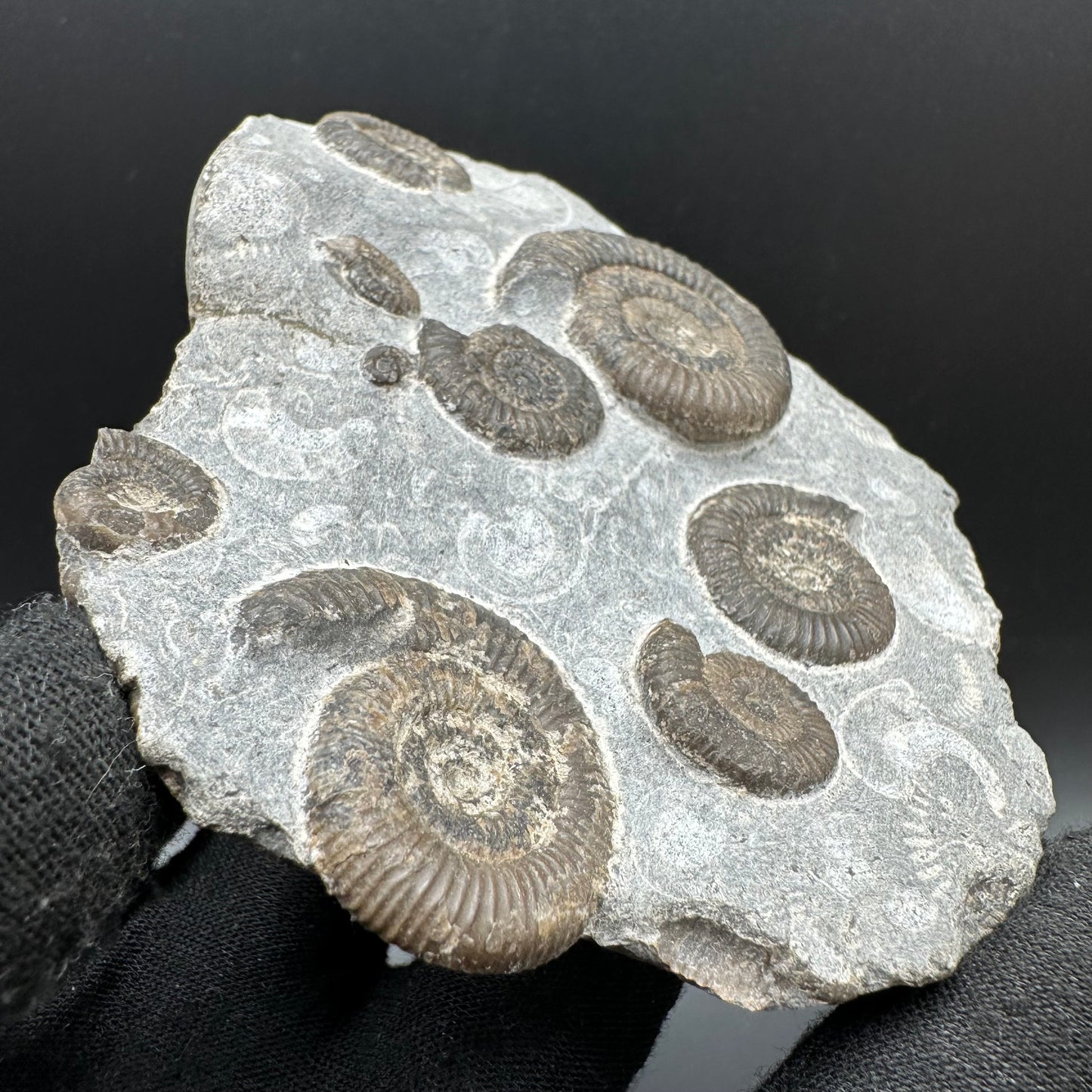 Gracile Multi-block Ammonite Fossil With Box And Stand - Whitby, North Yorkshire Jurassic Coast Yorkshire Fossils