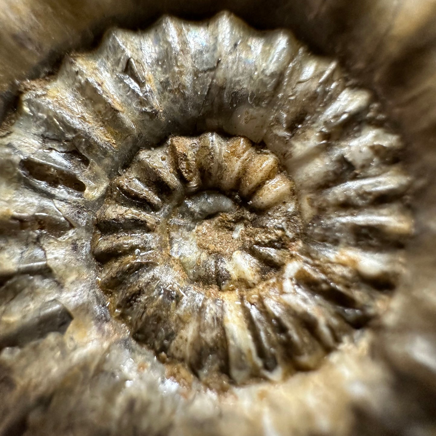 Androgynoceras capricornus Ammonite fossil with box and stand - Whitby, North Yorkshire Jurassic Coast Yorkshire Fossils