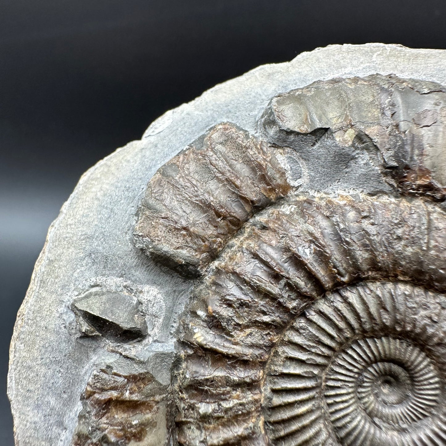 Dactylioceras Ammonite Fossil With box and Stand - Whitby, North Yorkshire Jurassic Coast Yorkshire Fossils