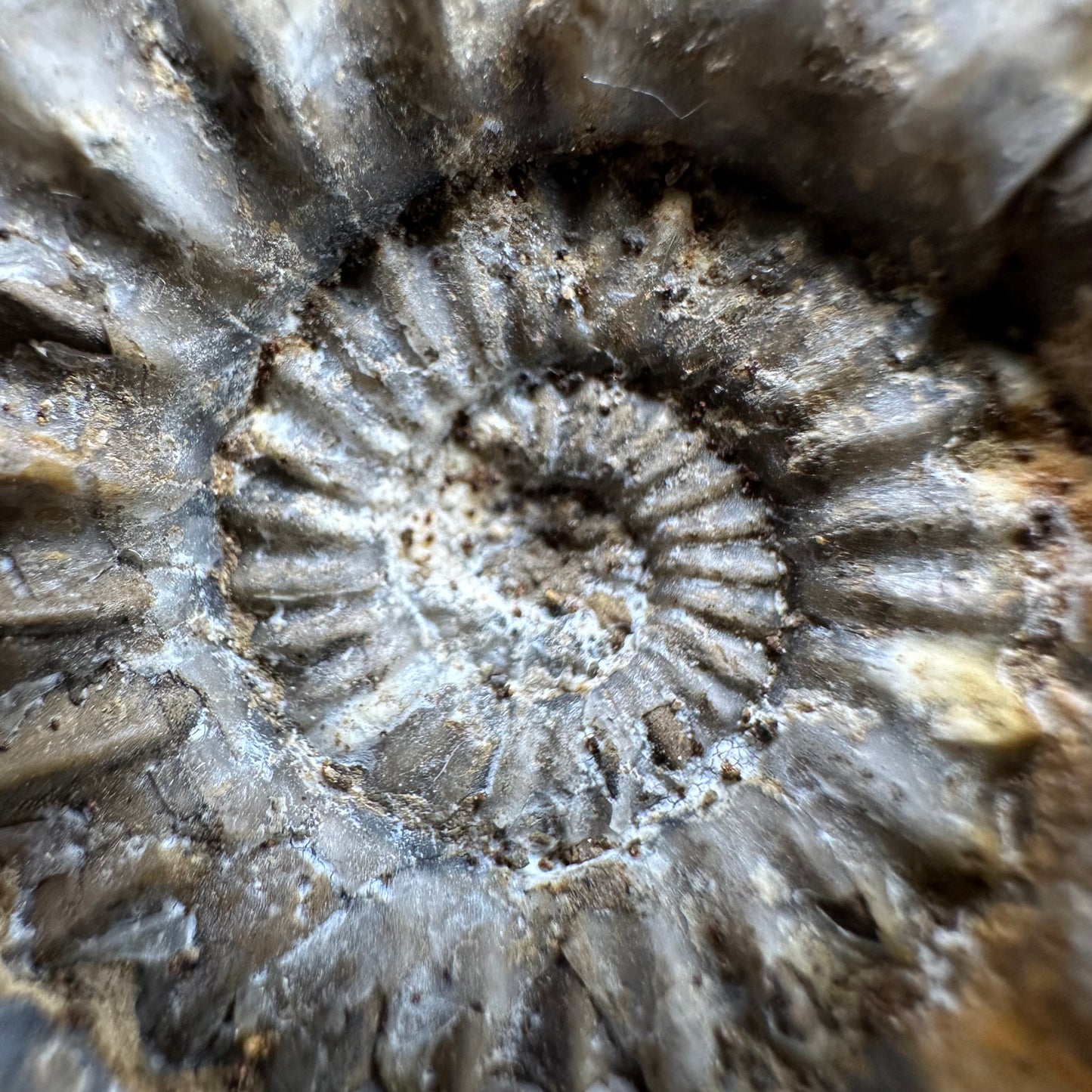 Androgynoceras capricornus Ammonite fossil - Whitby, North Yorkshire Jurassic Coast Yorkshire Fossils
