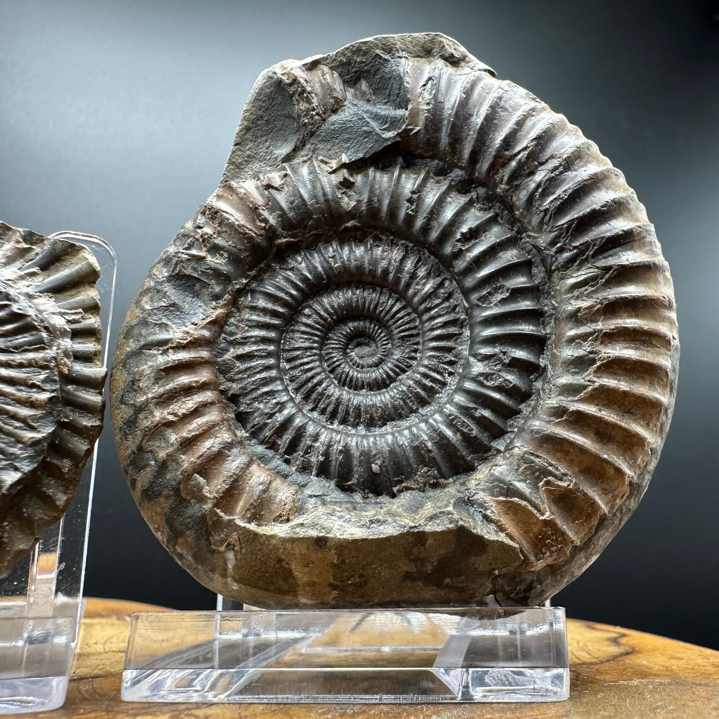 Dactylioceras Ammonite nodule (split pair) Fossil With Box And Stand - Whitby, North Yorkshire Jurassic Coast Yorkshire Fossils