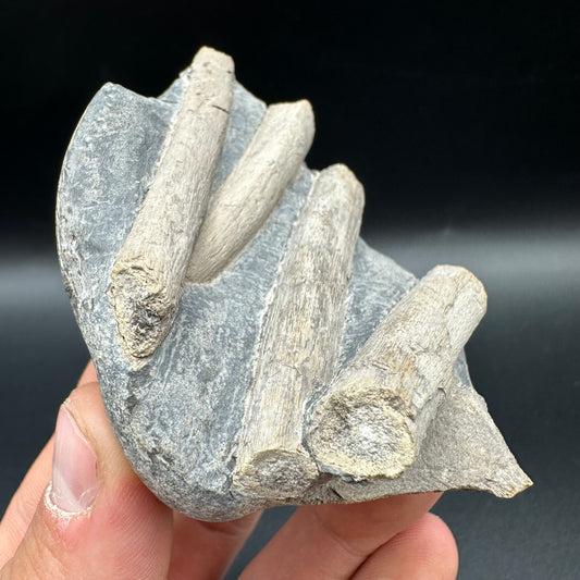 Ichthyosaur Rib fossil with box and stand - Whitby, North Yorkshire Jurassic Coast, Yorkshire fossils found on the Jurassic Coast