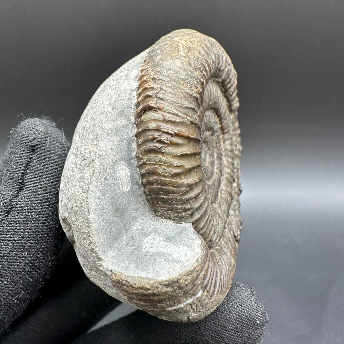 Dactylioceras Ammonite Fossil With Box And Stand - Whitby, North Yorkshire Jurassic Coast Yorkshire Fossils