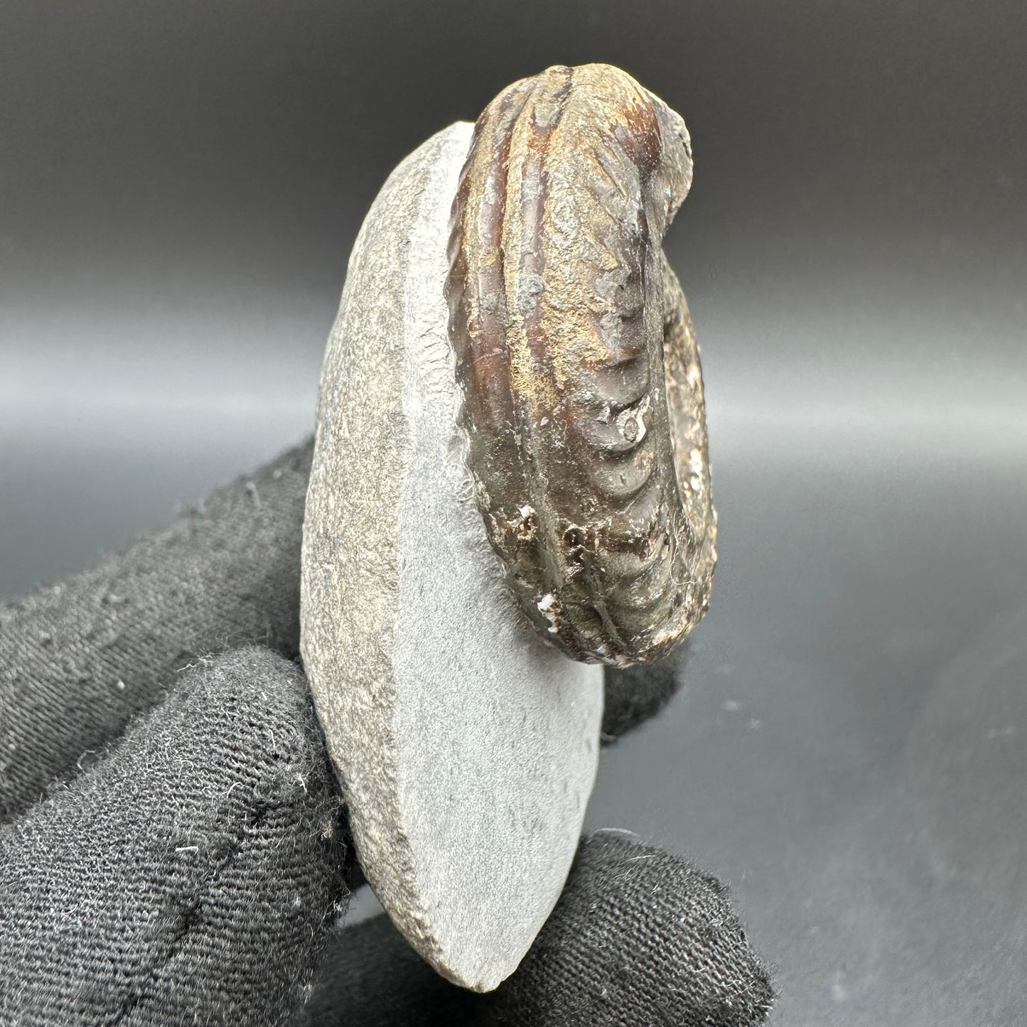 Hildoceras Bifrons Ammonite fossil with box and stand - Whitby, North Yorkshire Jurassic Coast, Yorkshire Fossils from the Jurassic Coast