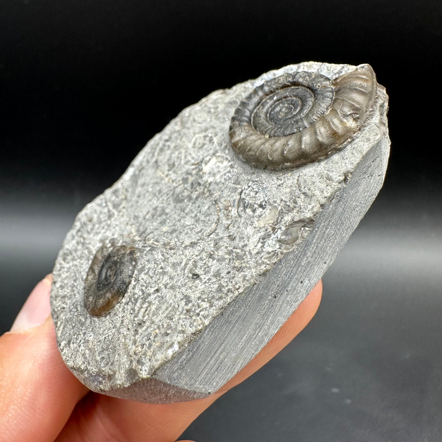 Arnioceras ammonite shell fossil with box and stand - Whitby, North Yorkshire Jurassic Coast Yorkshire Fossils