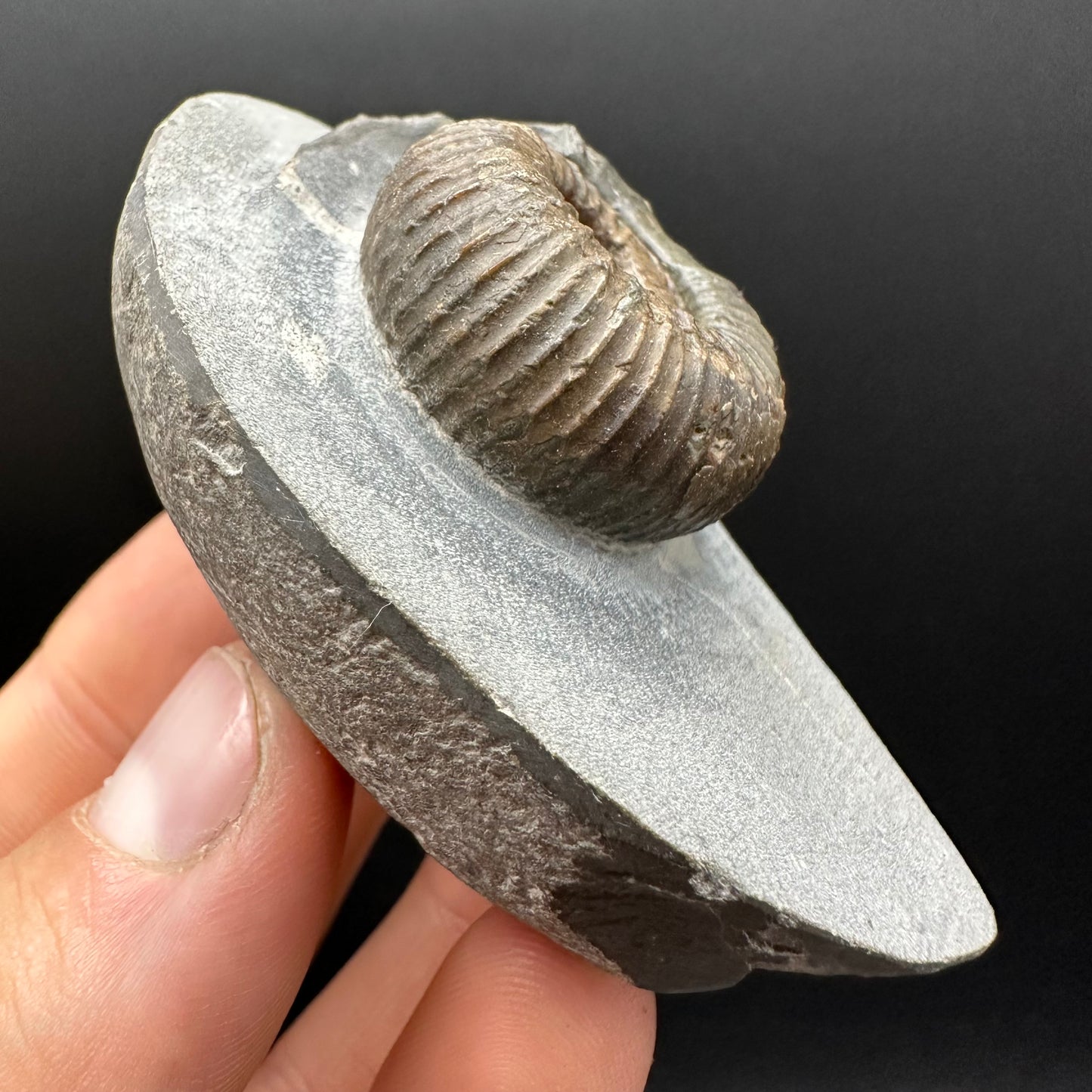 Nodicoeloceras Sp. Ammonite Fossil With Box And Stand - Whitby, North Yorkshire Jurassic Coast Yorkshire Fossils
