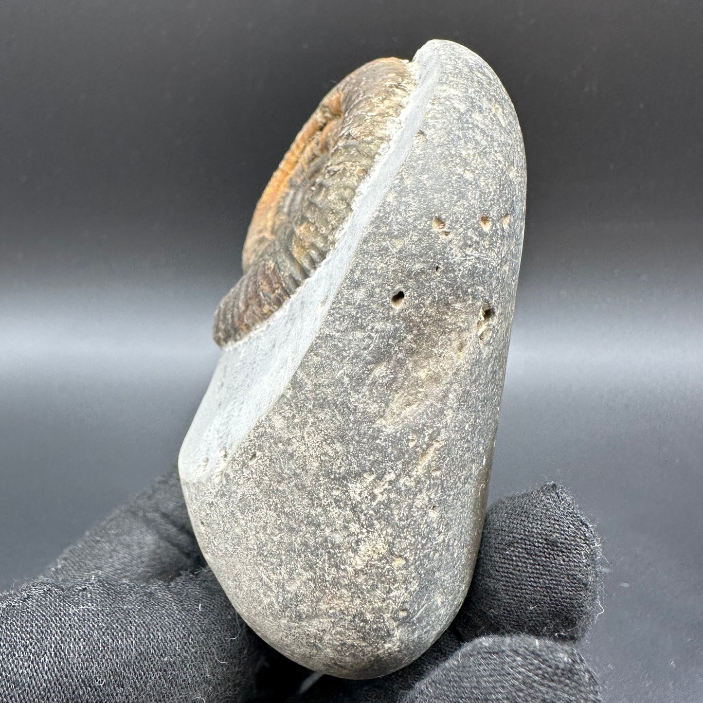 Dactylioceras Ammonite Fossil With Box And Stand - Whitby, North Yorkshire Jurassic Coast Yorkshire Fossils