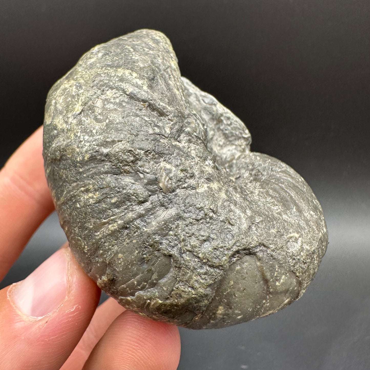 Gryphaea shell fossil with box and stand - Whitby, North Yorkshire, Jurassic Coast, Yorkshire Fossils found on the Jurassic Coast