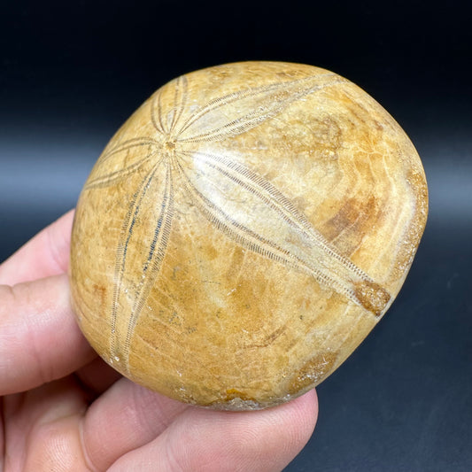 Holectypus Sea Urchin Fossil With Box And Stand - Middle Jurassic Madagascar