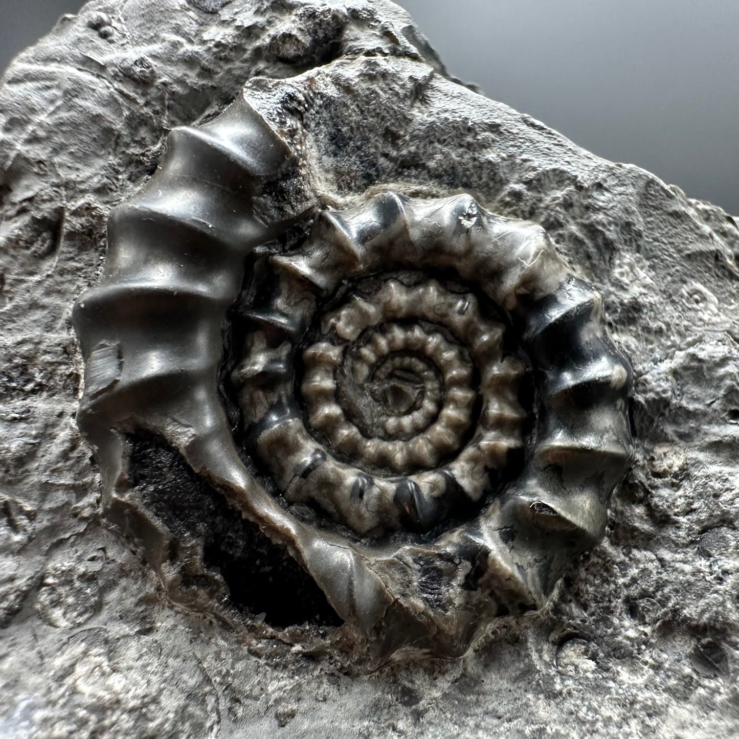 Gagaticeras Ammonite fossil with box and stand - Whitby, North Yorkshire Jurassic Coast Yorkshire Fossils