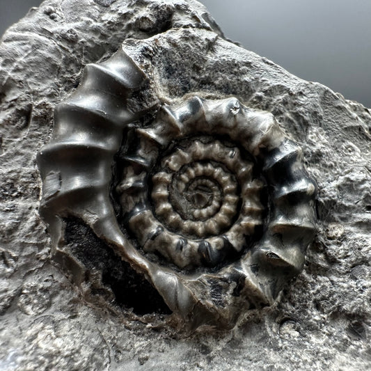 Gagaticeras Ammonite fossil with box and stand - Whitby, North Yorkshire Jurassic Coast Yorkshire Fossils