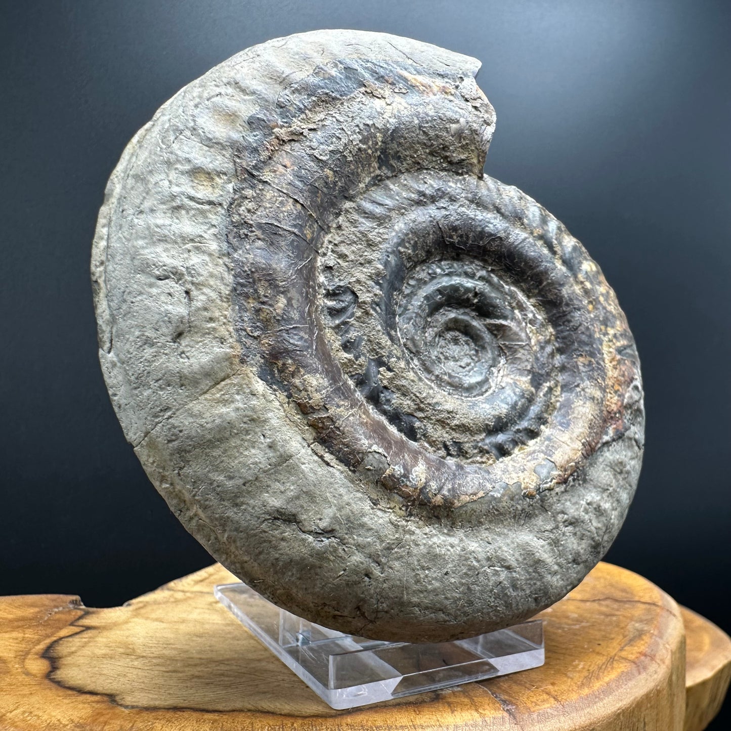 Hildoceras Bifrons Ammonite fossil with stand - Whitby, North Yorkshire Jurassic Coast, Yorkshire Fossils from the Jurassic Coast