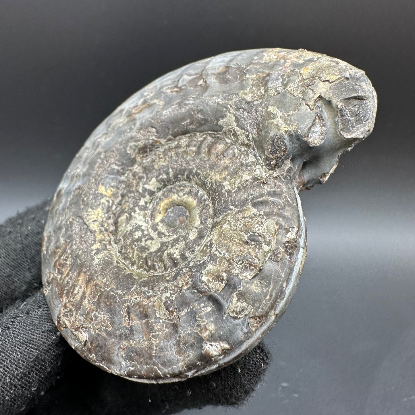 Golden Hildoceras lusitanicum Ammonite fossil with box and stand - Whitby, North Yorkshire, Jurassic Coast, Yorkshire Fossils from the Jurassic Coast