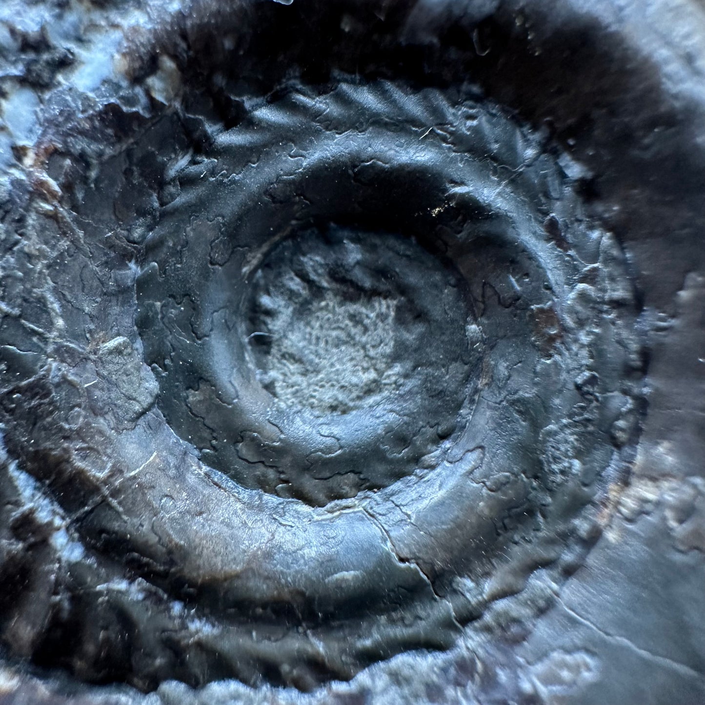 Hildoceras Bifrons Ammonite fossil with box and stand - Whitby, North Yorkshire Jurassic Coast, Yorkshire Fossils from the Jurassic Coast